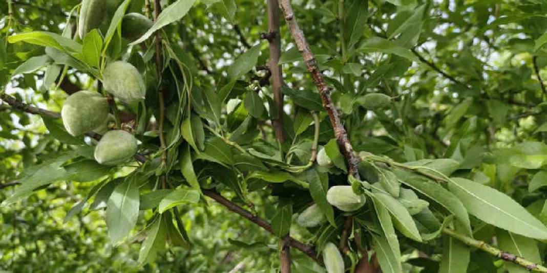 Turfanda çağla hasadı erkenden başladı: Kilosu 150 TL! 4